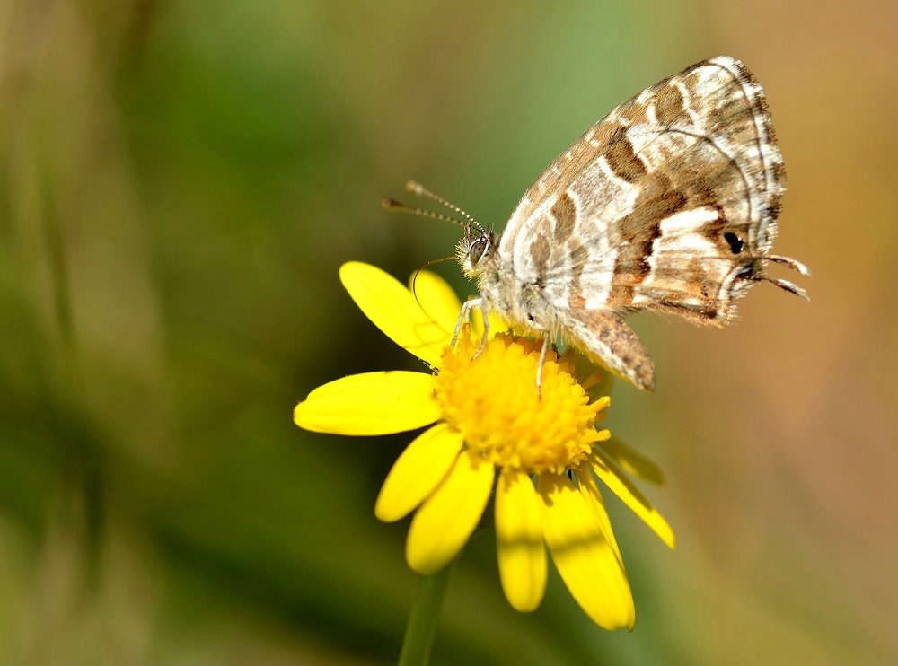 comp_DSC_8190_filtered1.jpg