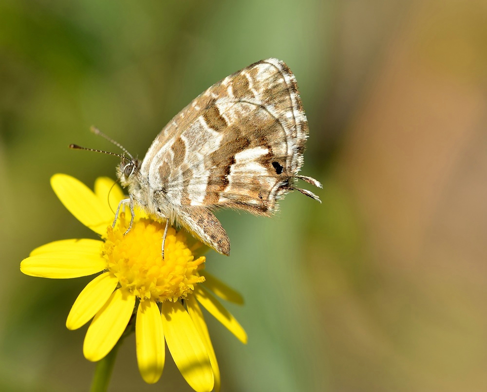 comp_DSC_8187_filtered1.jpg