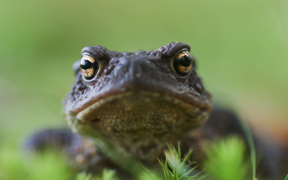 bufo bufo.jpg