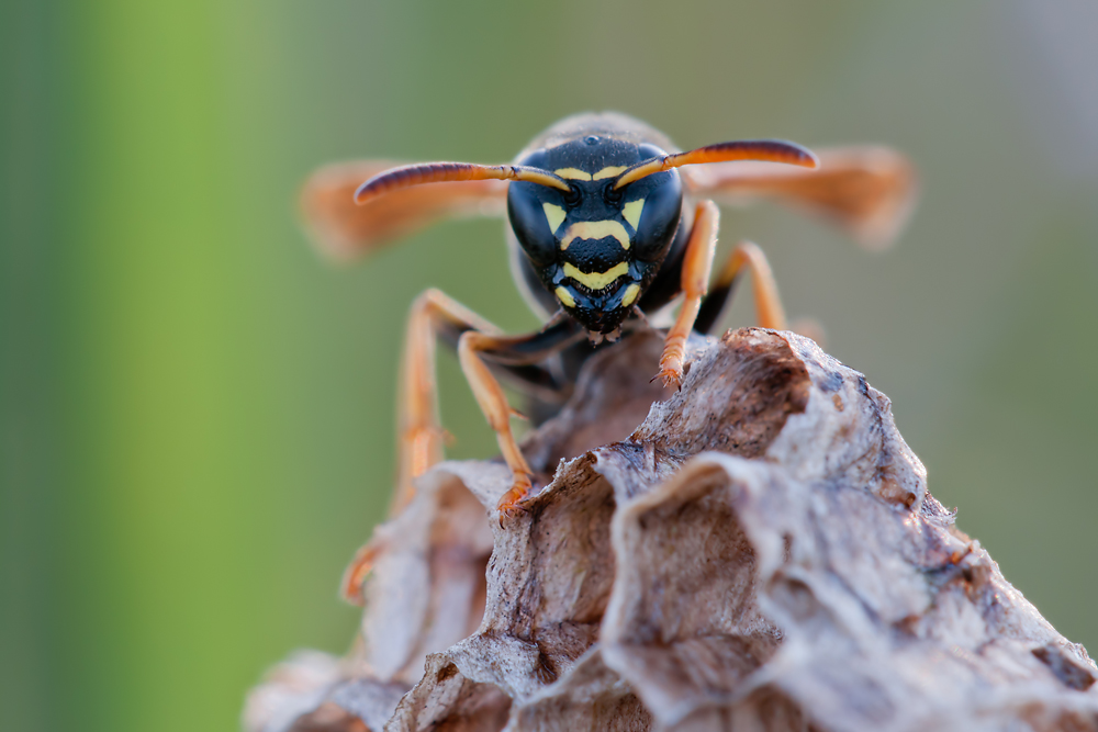 compWespe12.9.2011HinwilDSC_4424 85%.jpg
