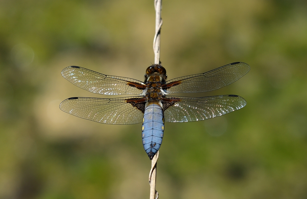 comp_DSC_3519.jpg