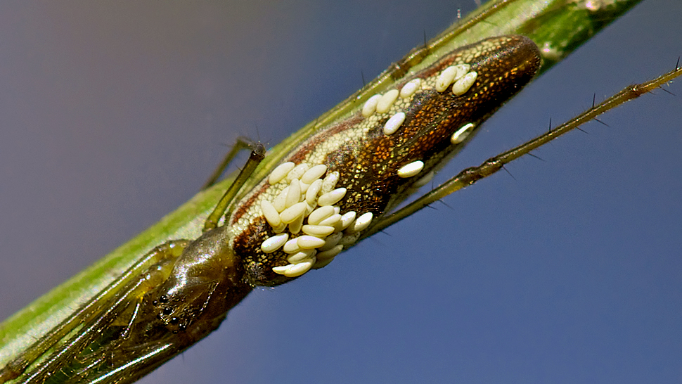 STR_SPINNE_005.jpg