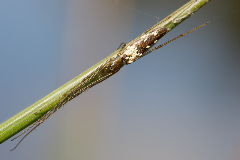 STR_SPINNE_004.jpg