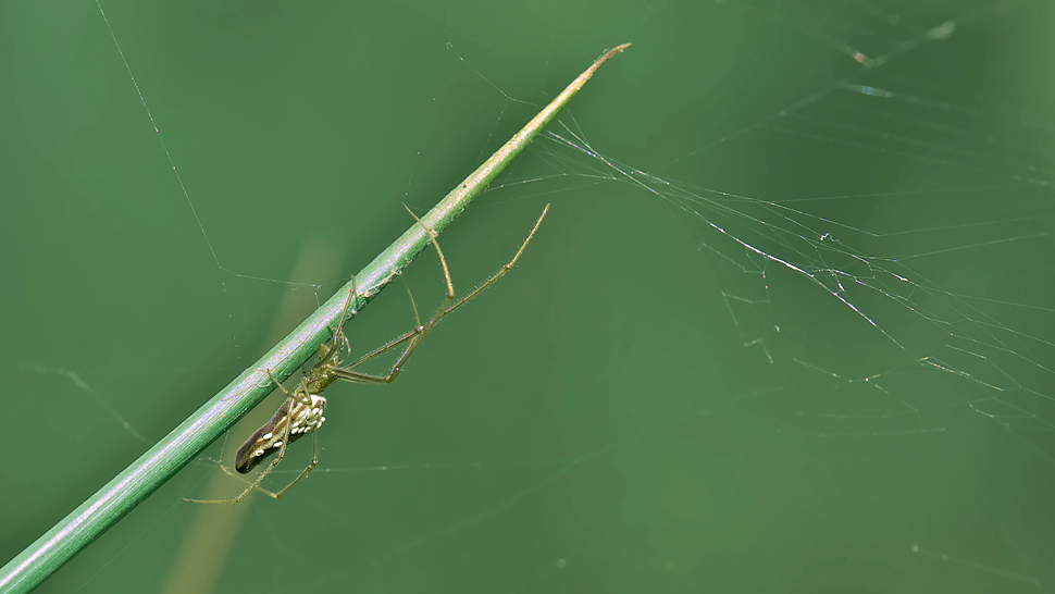 STR_SPINNE_003.jpg