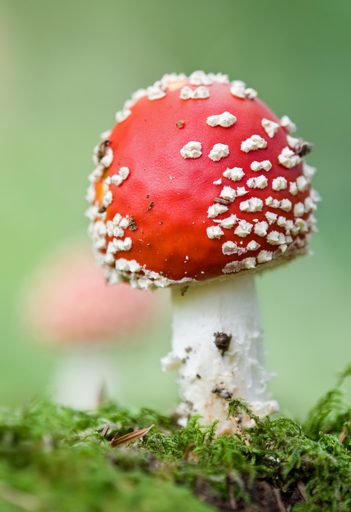 Fliegenpilz Fokus vorne1_DSC2698.jpg