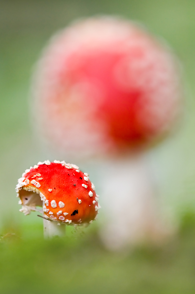 Fliegenpilz Fokus hinten1_DSC2715.jpg