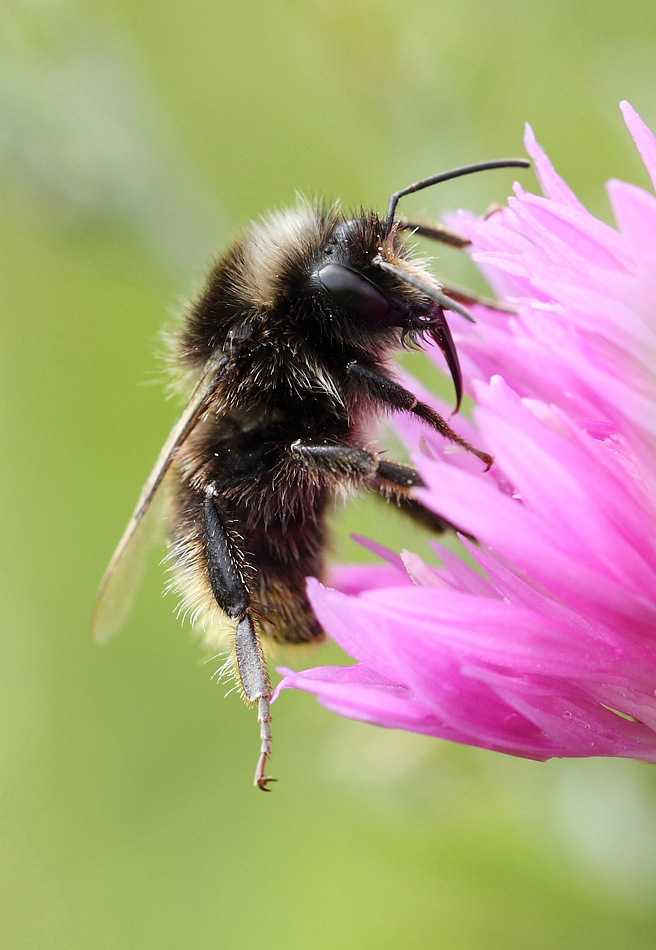 hummel-1.jpg