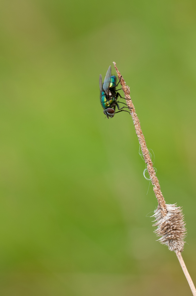 20110915-DSC_1828_filtered.jpg