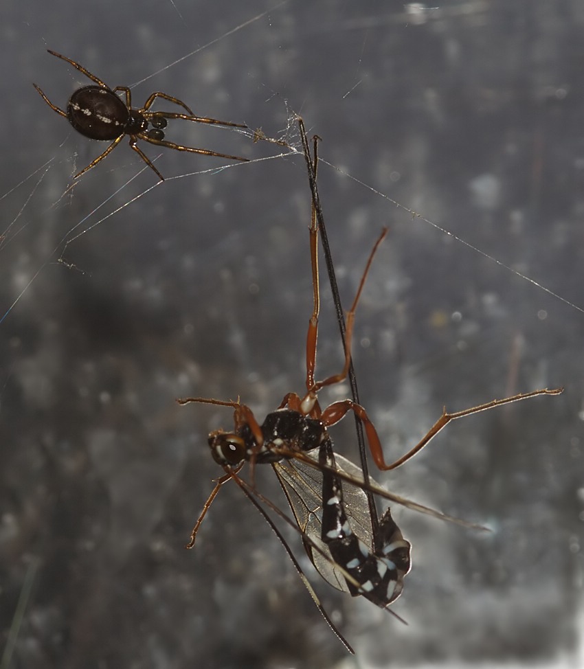 Steatoda 5114 web.jpg