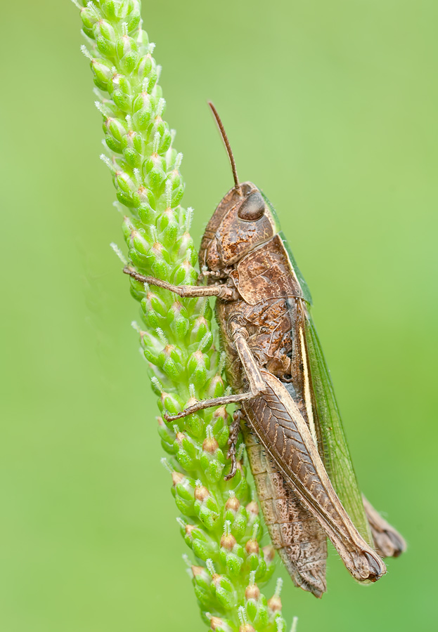 heuschrecke3.jpg