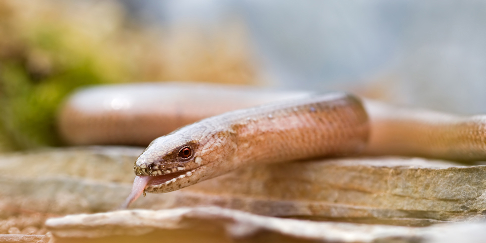 IMG_9955-agilis-züngelnd.jpg
