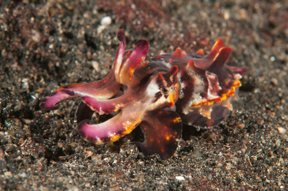 Metasepia pfefferi  Flamboyant Cuttle-5524.jpg