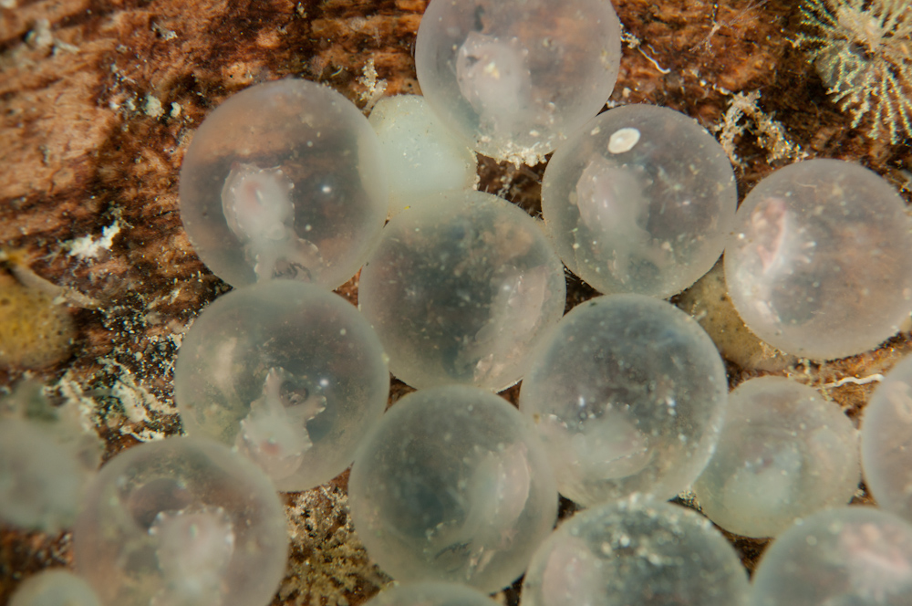 Metasepia pfefferi  Flamboyant Cuttle Eier-0654.jpg