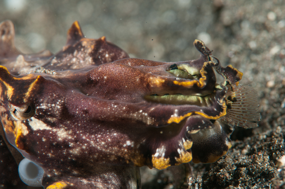 Metasepia pfeffei Flamboyant Cuttle-4916.jpg