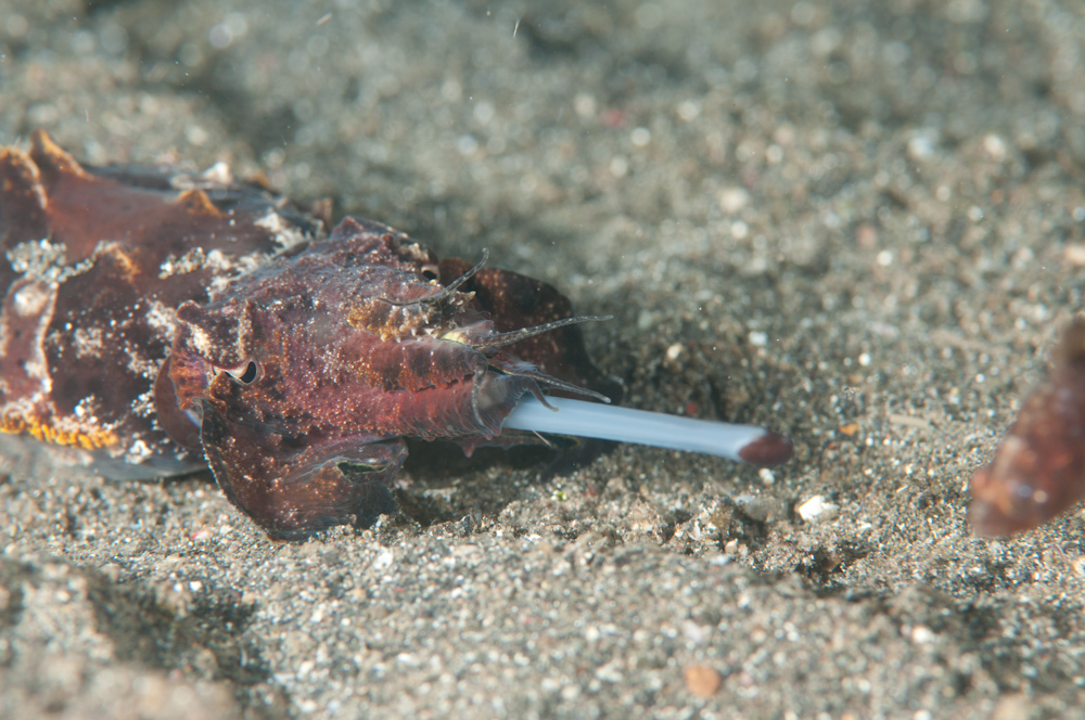 Metasepia pfeffei Flamboyant Cuttle-4875.jpg