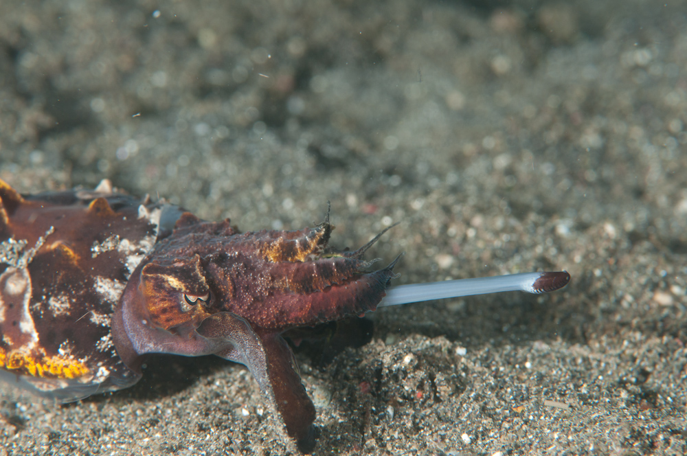 Metasepia pfeffei Flamboyant Cuttle-4874.jpg
