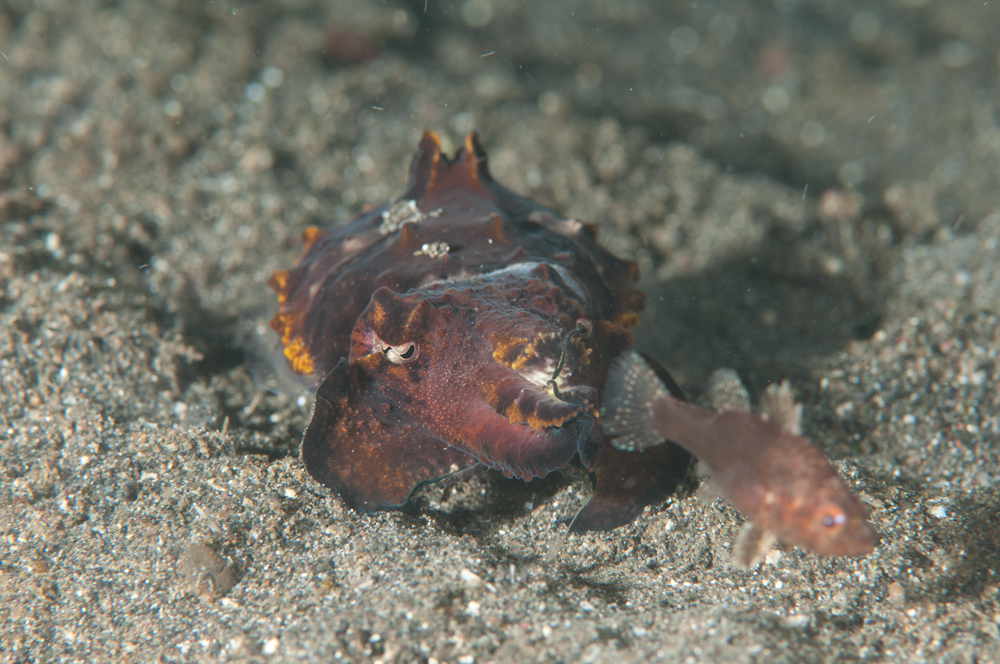 Metasepia pfeffei Flamboyant Cuttle-4873.jpg