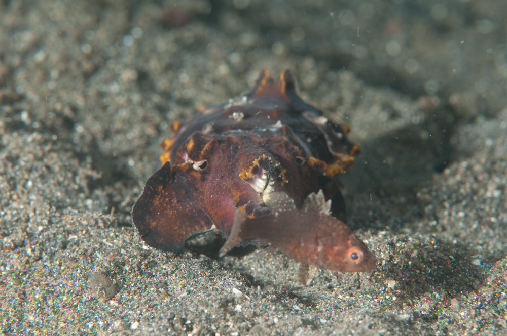 Metasepia pfeffei Flamboyant Cuttle-4871.jpg