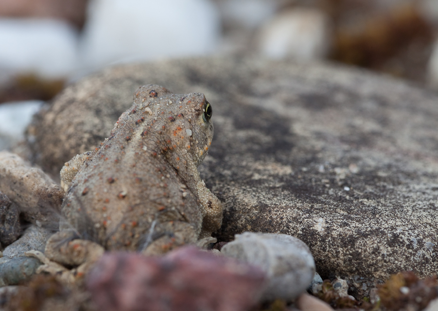 20110830-Bufo calamita - Kreuzkröte-3.jpg
