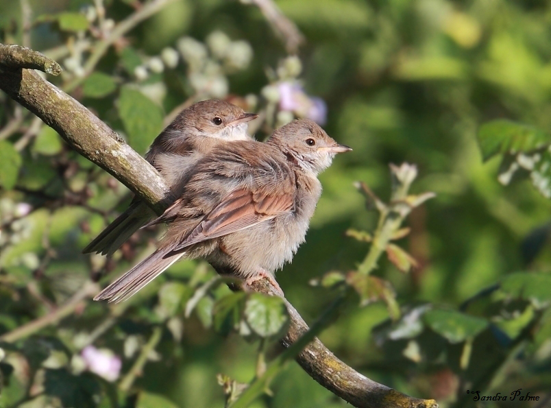 1whitethroatjuveniles_edited-1.jpg