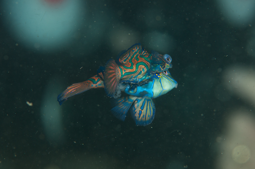 Pterosynchiropus splendidus   Mandarinfisch Leierfisch-2407.jpg