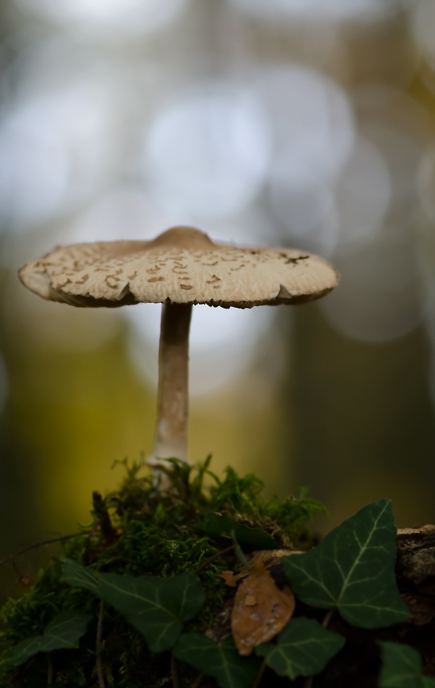 Pilz-auf-Baumscheibe.jpg