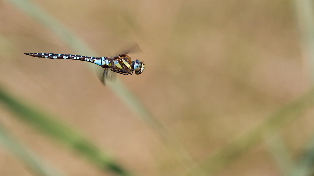 _MG_1211_Aeshna mixta.jpg
