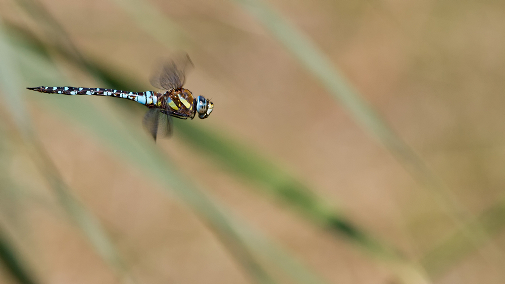 _MG_1207_Aeshna mixta.jpg