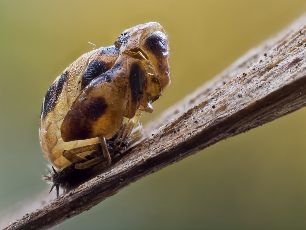 2011-11-03-22.31.45 ZS PMax-Bearbeitet.jpg