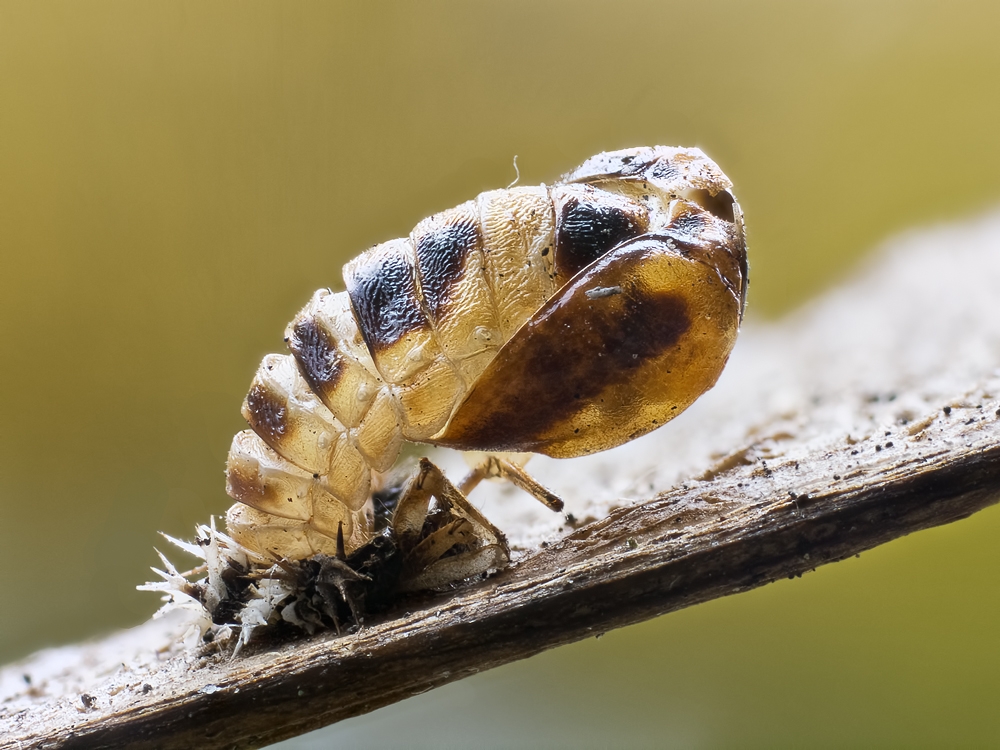 2011-11-04-00.22.17 ZS PMax-Bearbeitet-2.jpg