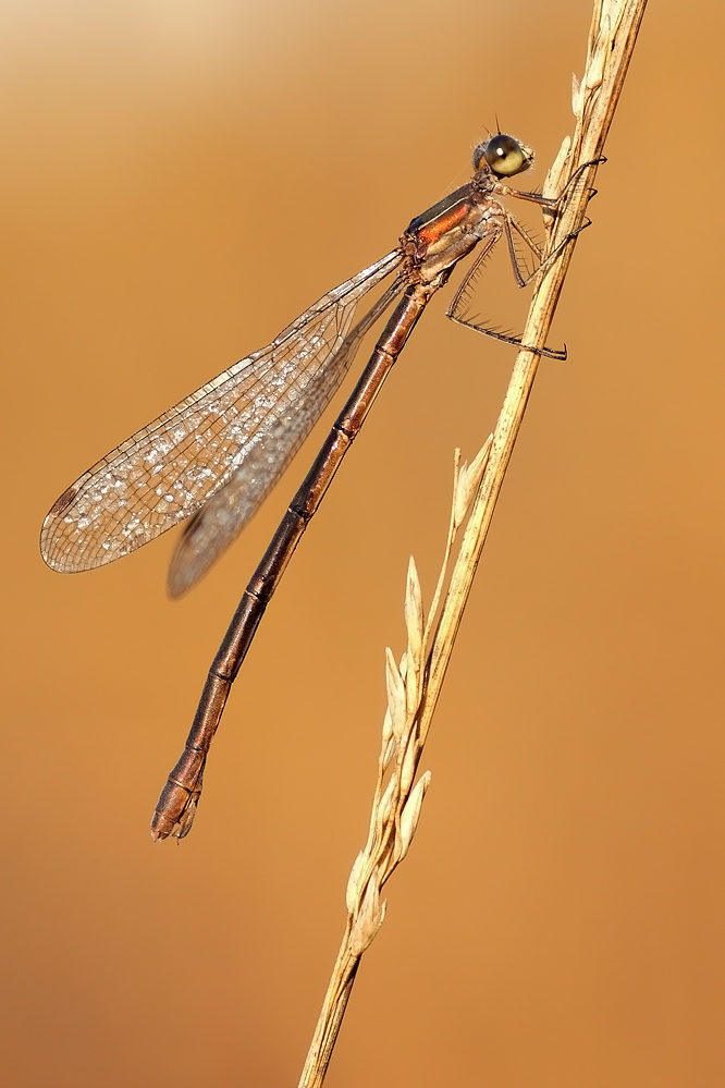 06.11.2011-moor 010.JPG