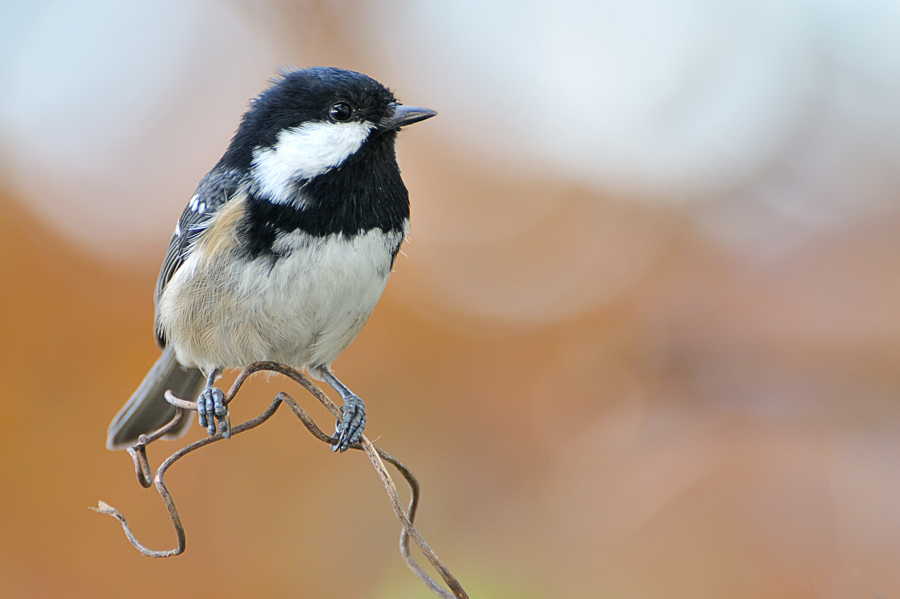 DSC_6766_2.jpg