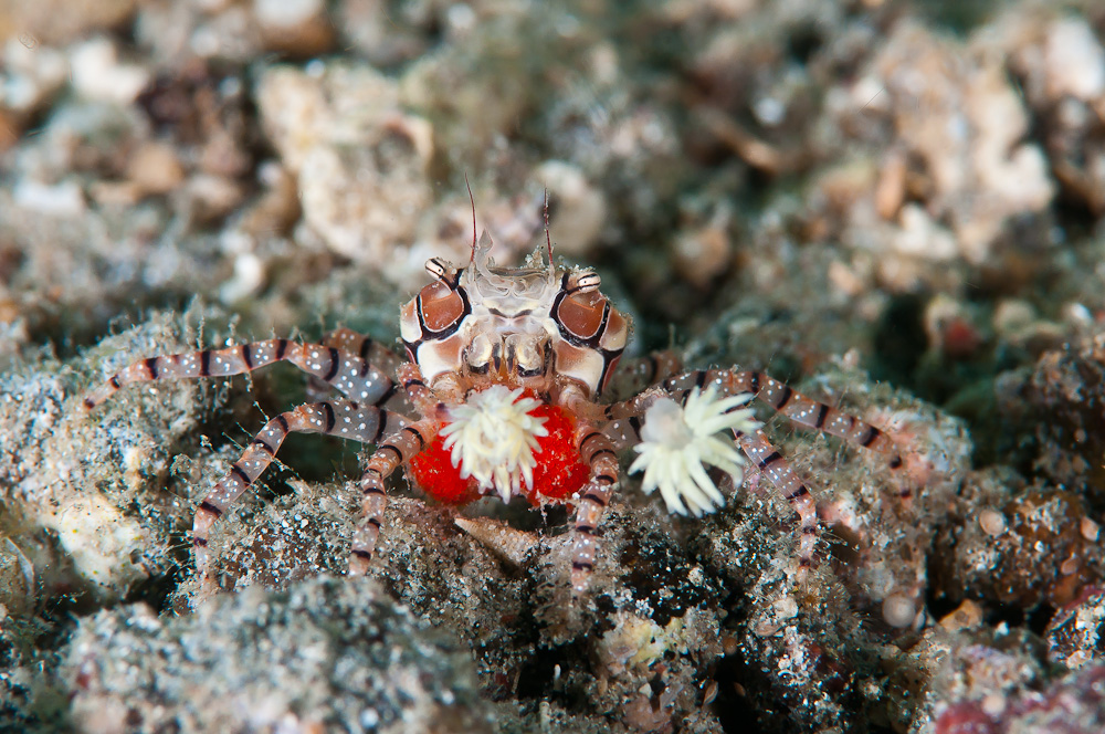 Boxer Crab-2.jpg