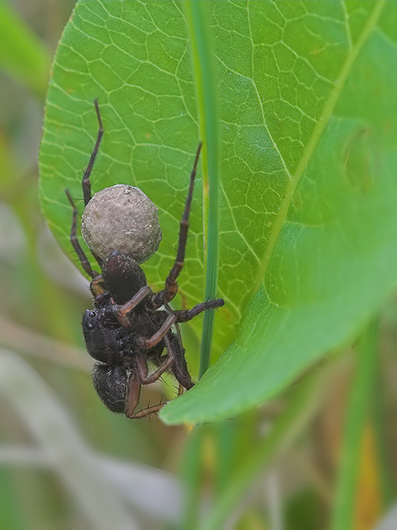 2G 4337 1.10  9.0  100 NS IMG_4337Spinne-01_filtered.jpg