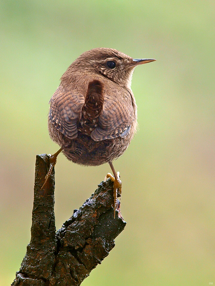 Zaun-OG036104_1_1.jpg