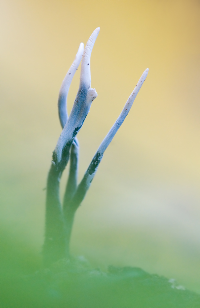 Holzkeule1_DSC3352.jpg