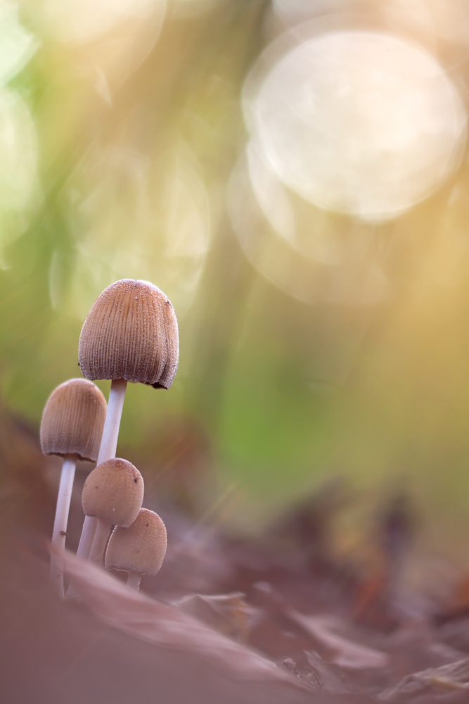 Into-the-light-a26323347.jpg