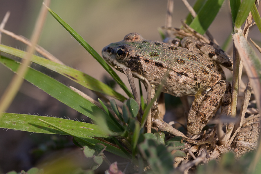 20110906-Rana temporaria - Grasfrosch.jpg