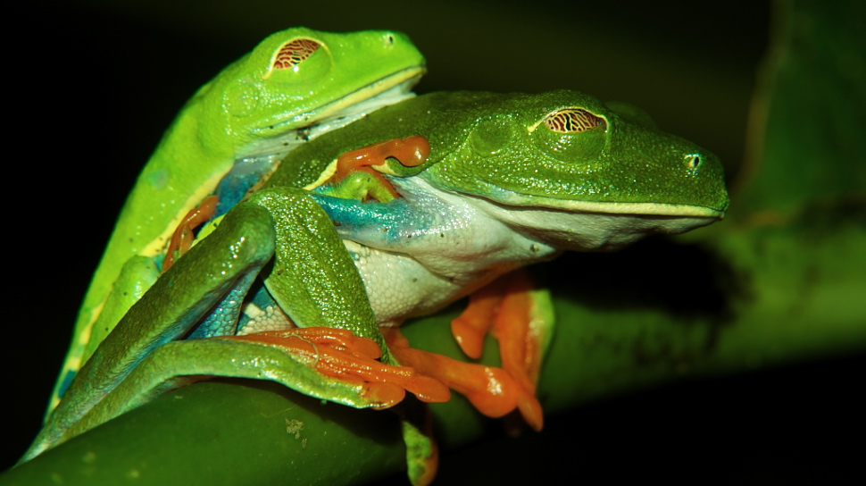 Frosch_Tarn_05.jpg