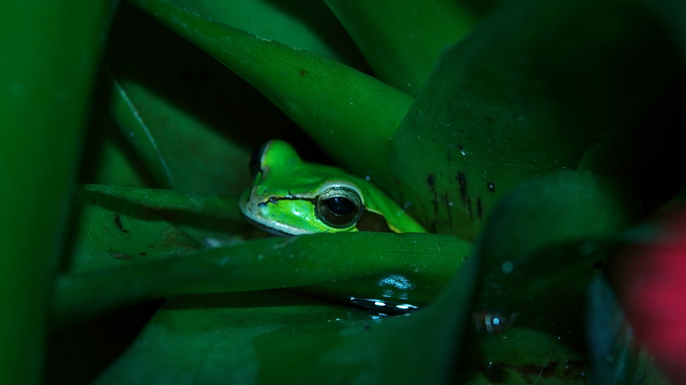 Frosch_Tarn01b.jpg