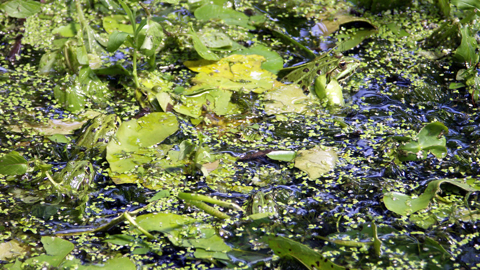 Frosch_Tarn01.jpg