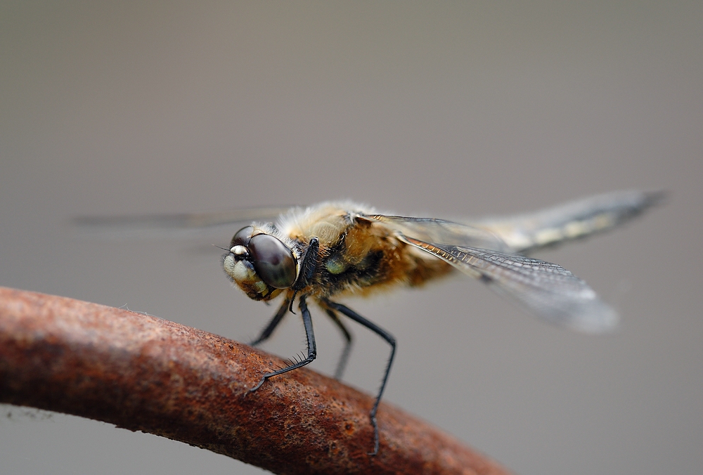 comp_DSC_8922.jpg