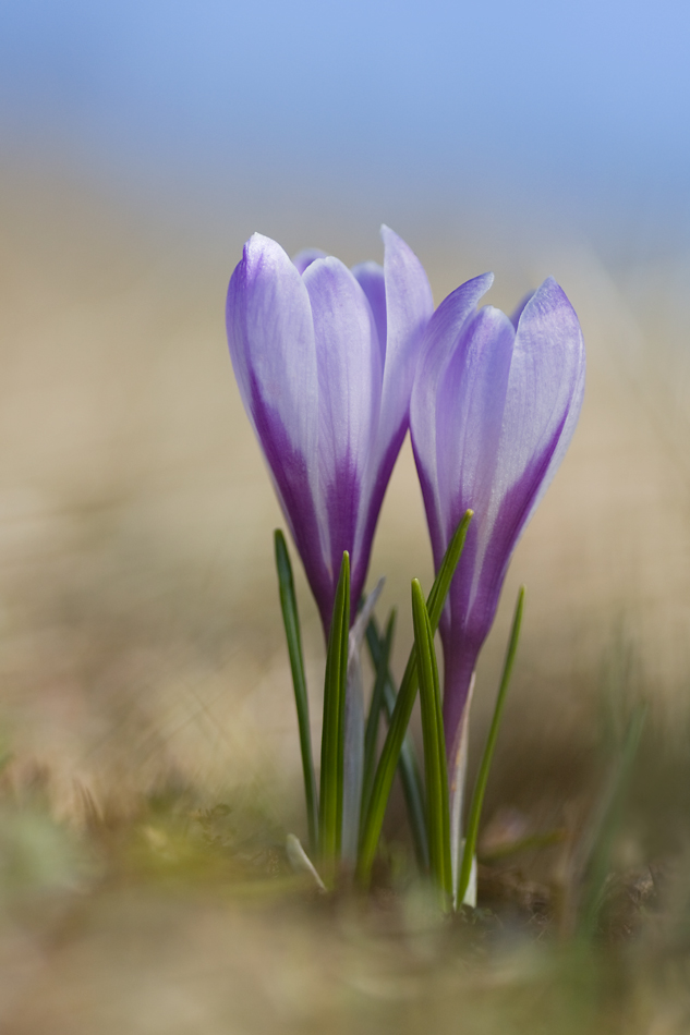 IMG_8613-bergkrokus.jpg