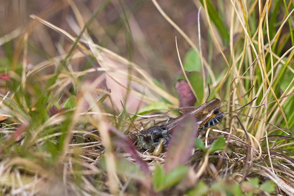 IMG_5202-sibirische-gebirgsschrecke.jpg