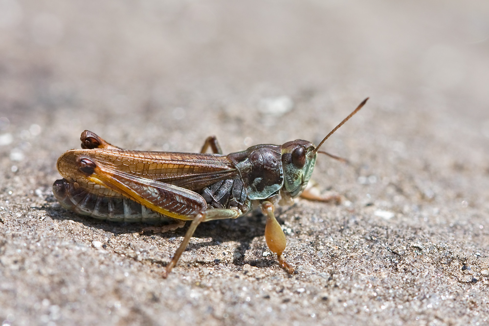 IMG_5184-Gomphocerus-sibiricus_male.jpg