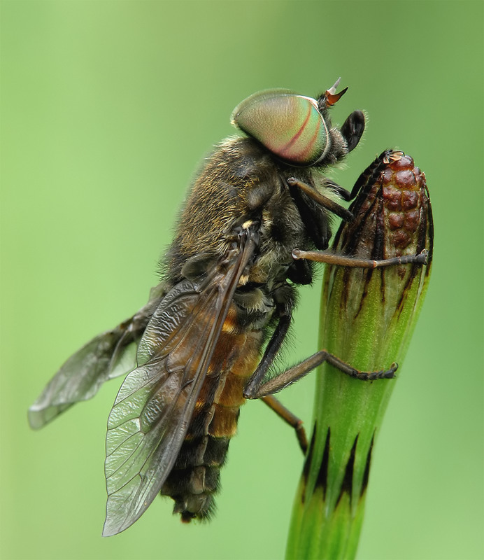 pferdef3 Kopie_filtered.jpg