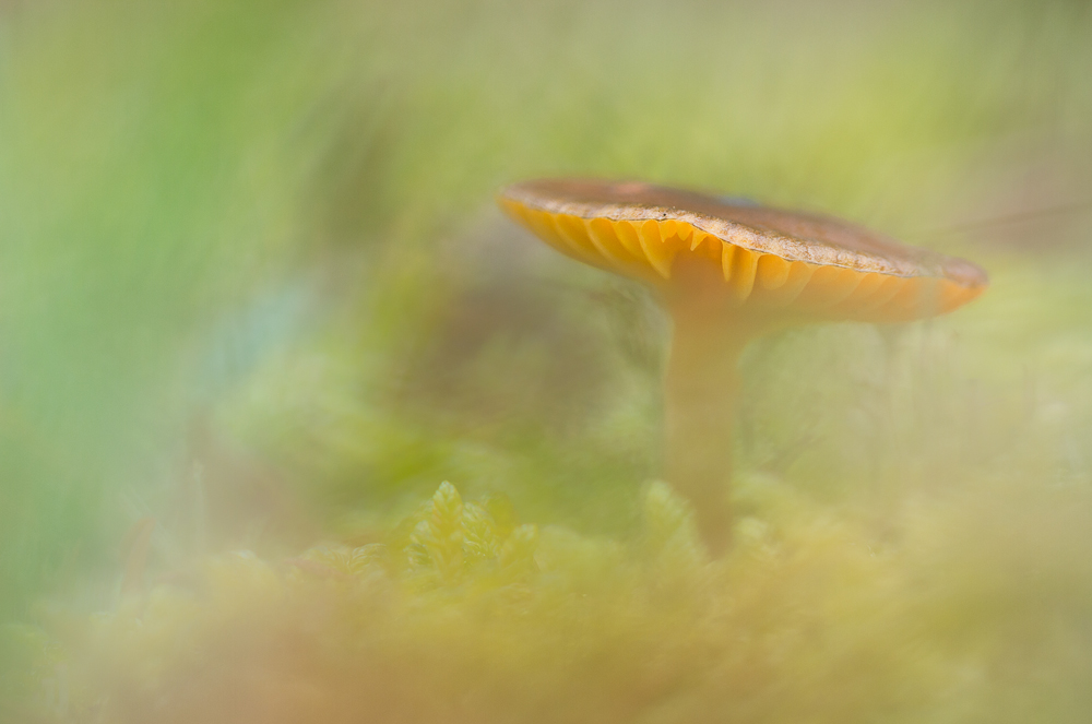 Pilz-8560.JPG
