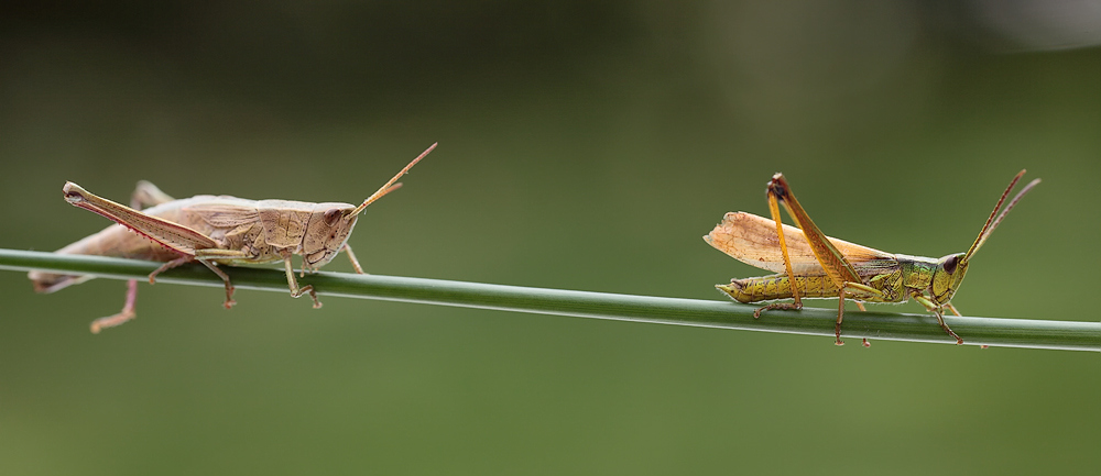 Bild 3 Chrysochraon dispar Weib und Männchen mit Flügelvariante.jpg