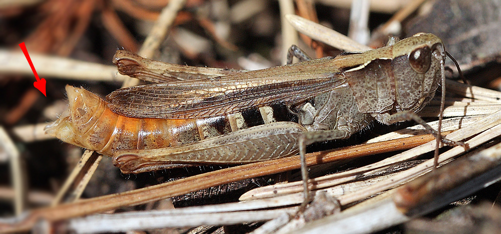 Bild 6 Chorthippus vagans Legeröhrenklappen gespreizt.jpg