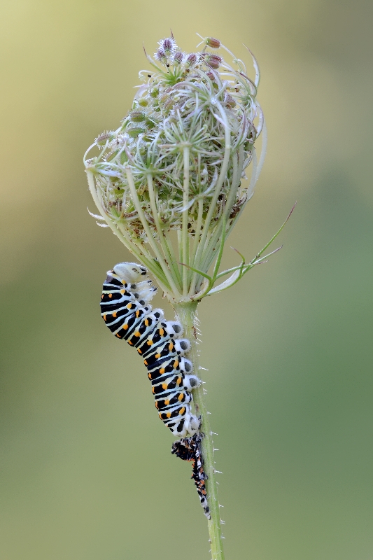 Schwalbenschwanz_Raupe_Papilio machaon_95_Freudwil_2011_3.jpg